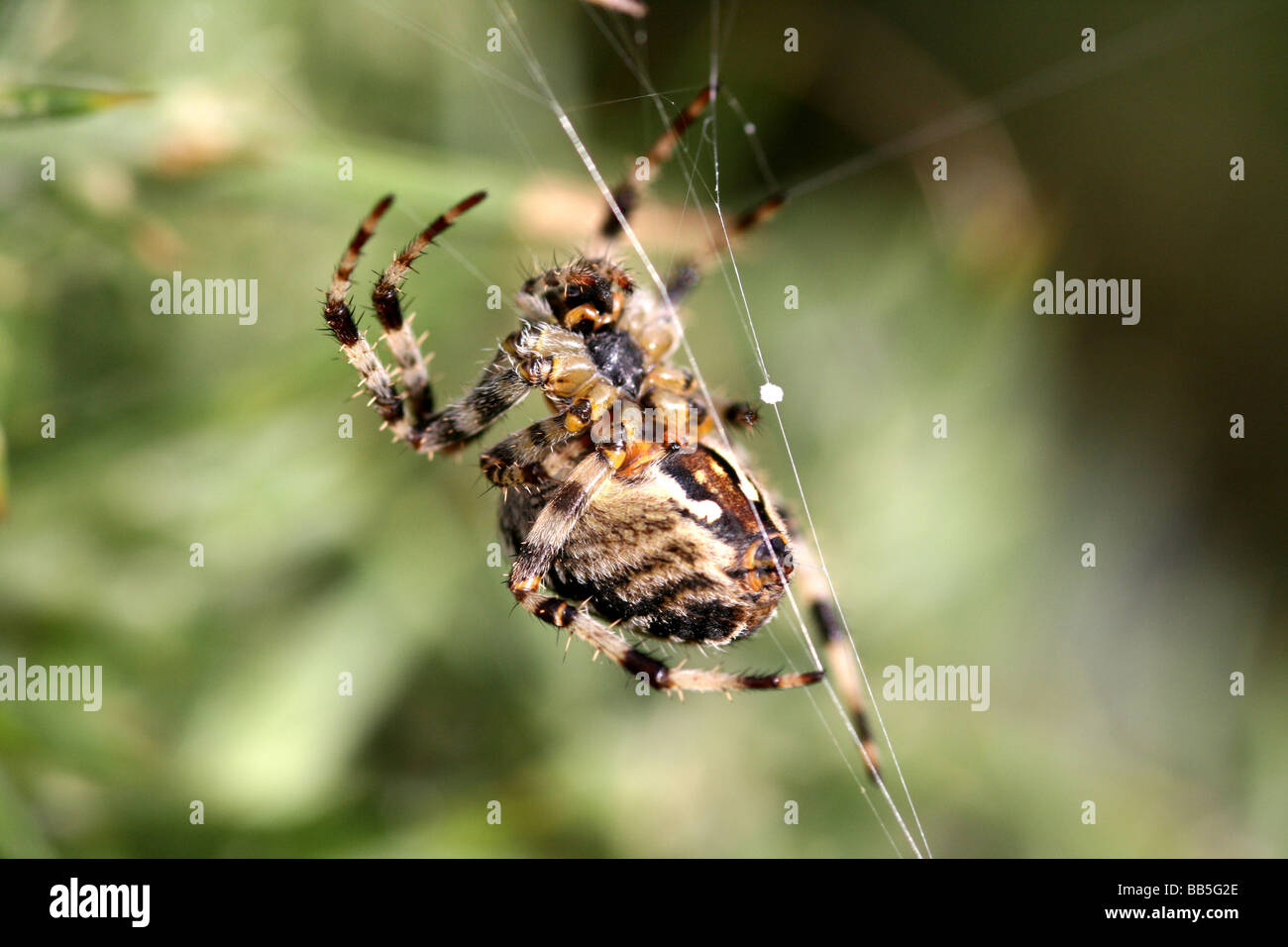 Giardino europeo Spider (a.k.a. Diadem o Croce Spider) Araneus diadematus sul Web Foto Stock