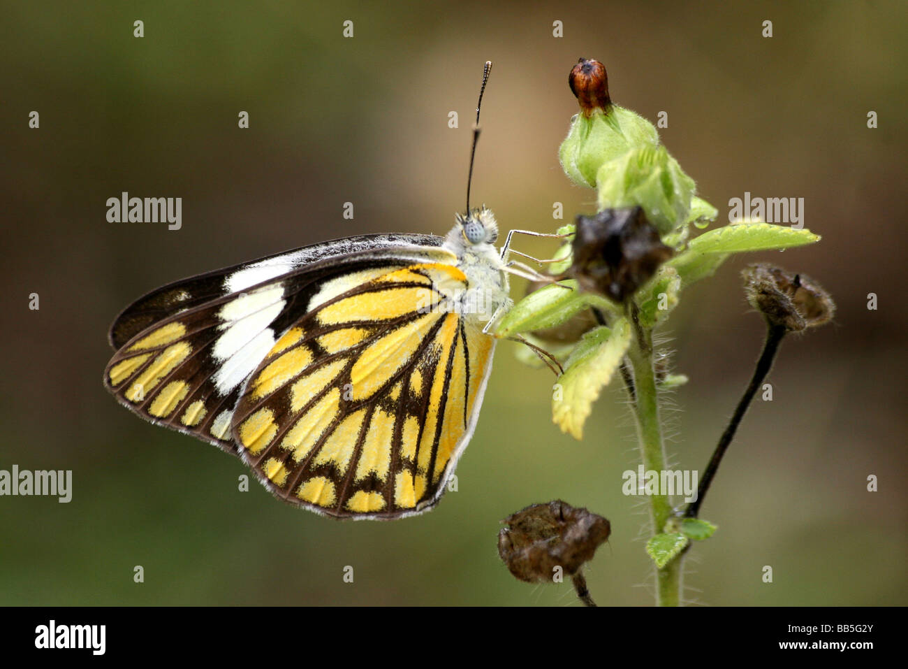 Pioneer farfalla o cappero bianco aurota Belenois Foto Stock