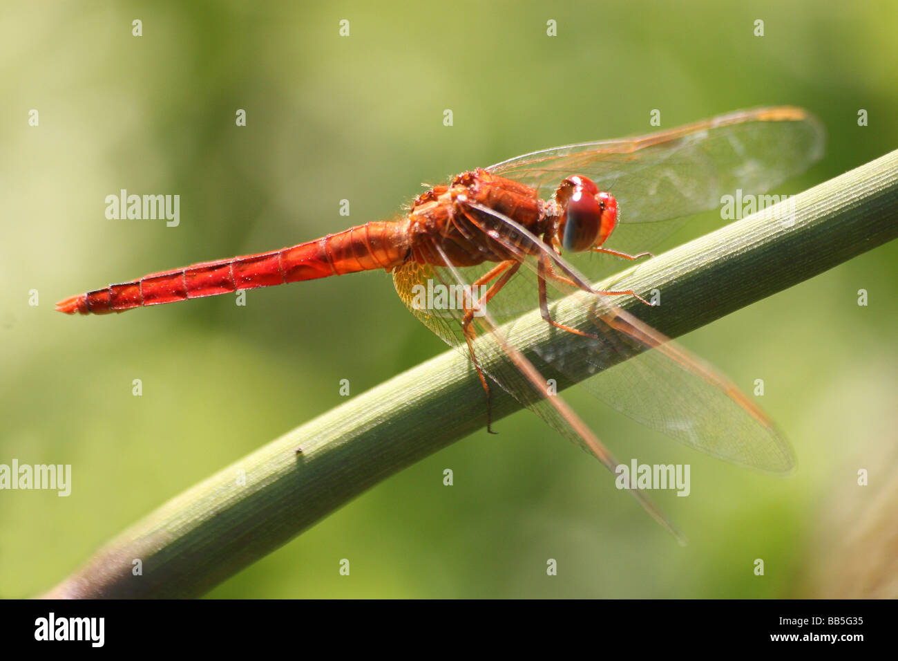 Maschio Skimmer scarlatto (a.k.a. Ruddy Marsh Skimmer / Crimson Darter) Crocothemis servilia in appoggio sullo stelo Foto Stock