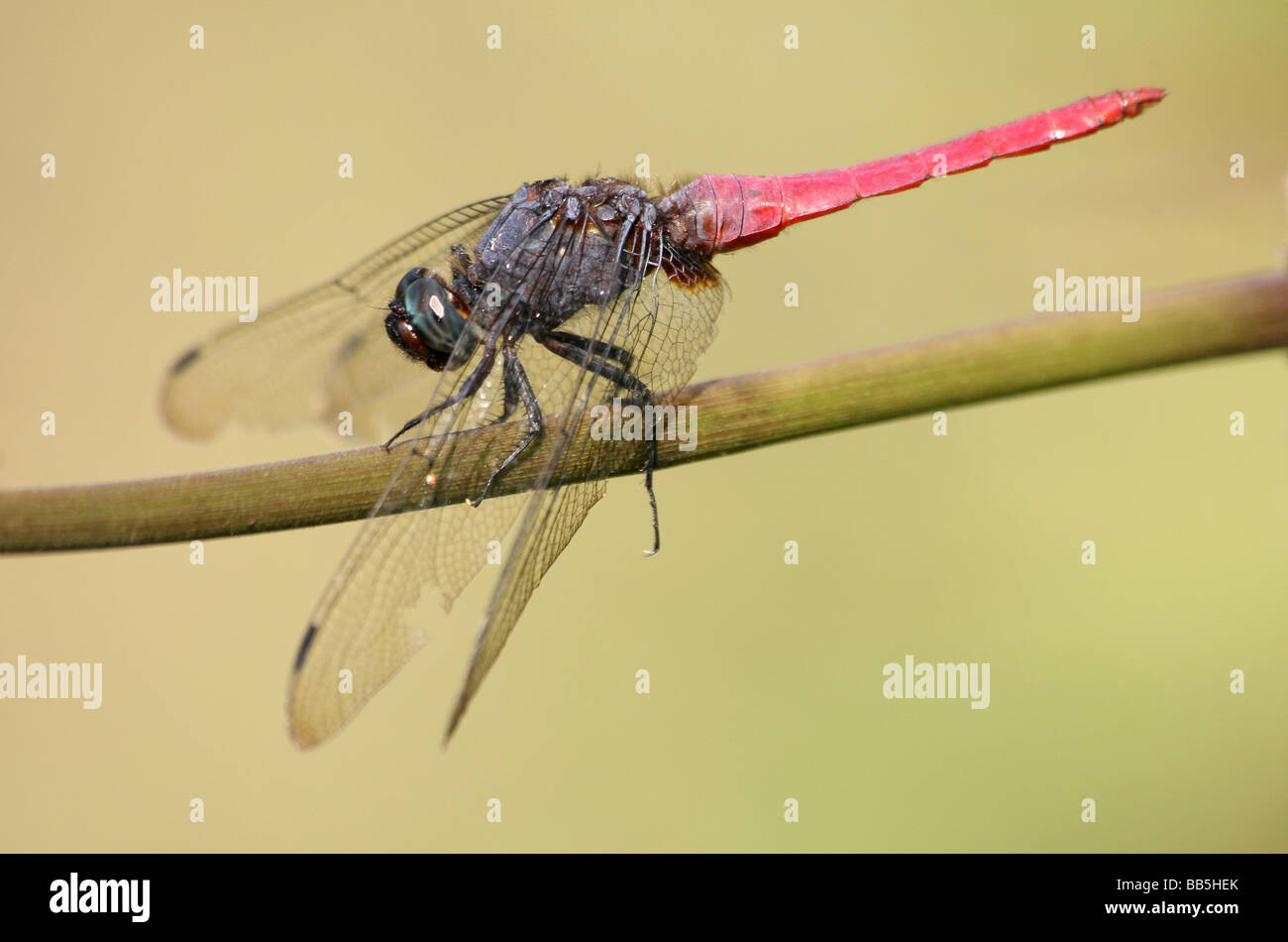 Voce maschile Crimson Tailed Falco di palude pruinosum Orthetrum in appoggio sullo stelo prese a Mon, Nagaland, India Foto Stock