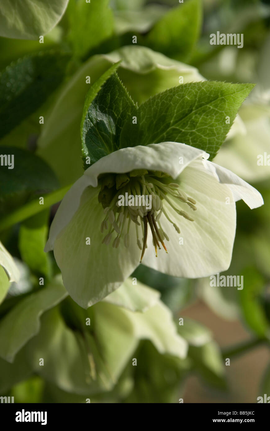 Helleborus Foto Stock