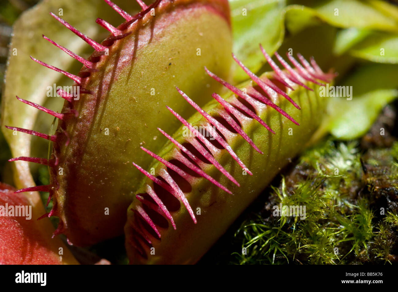 Venus Fly Trap (Dionaea muscipula) Foto Stock