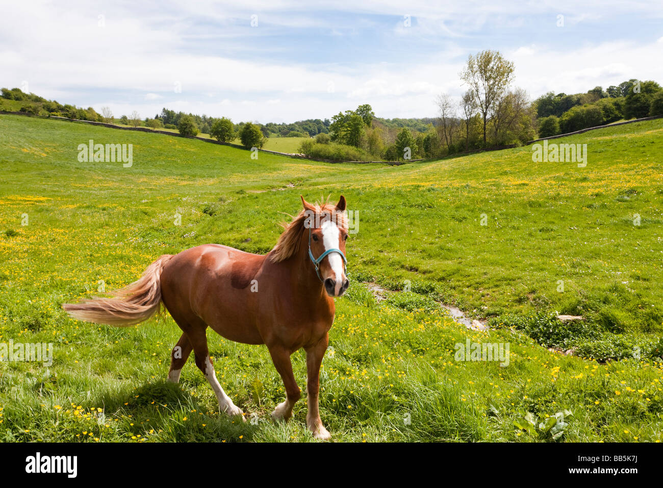Un cavallo in un Cotswold Prato della Valle a inizio estate a Newington Bagpath, Gloucestershire Foto Stock