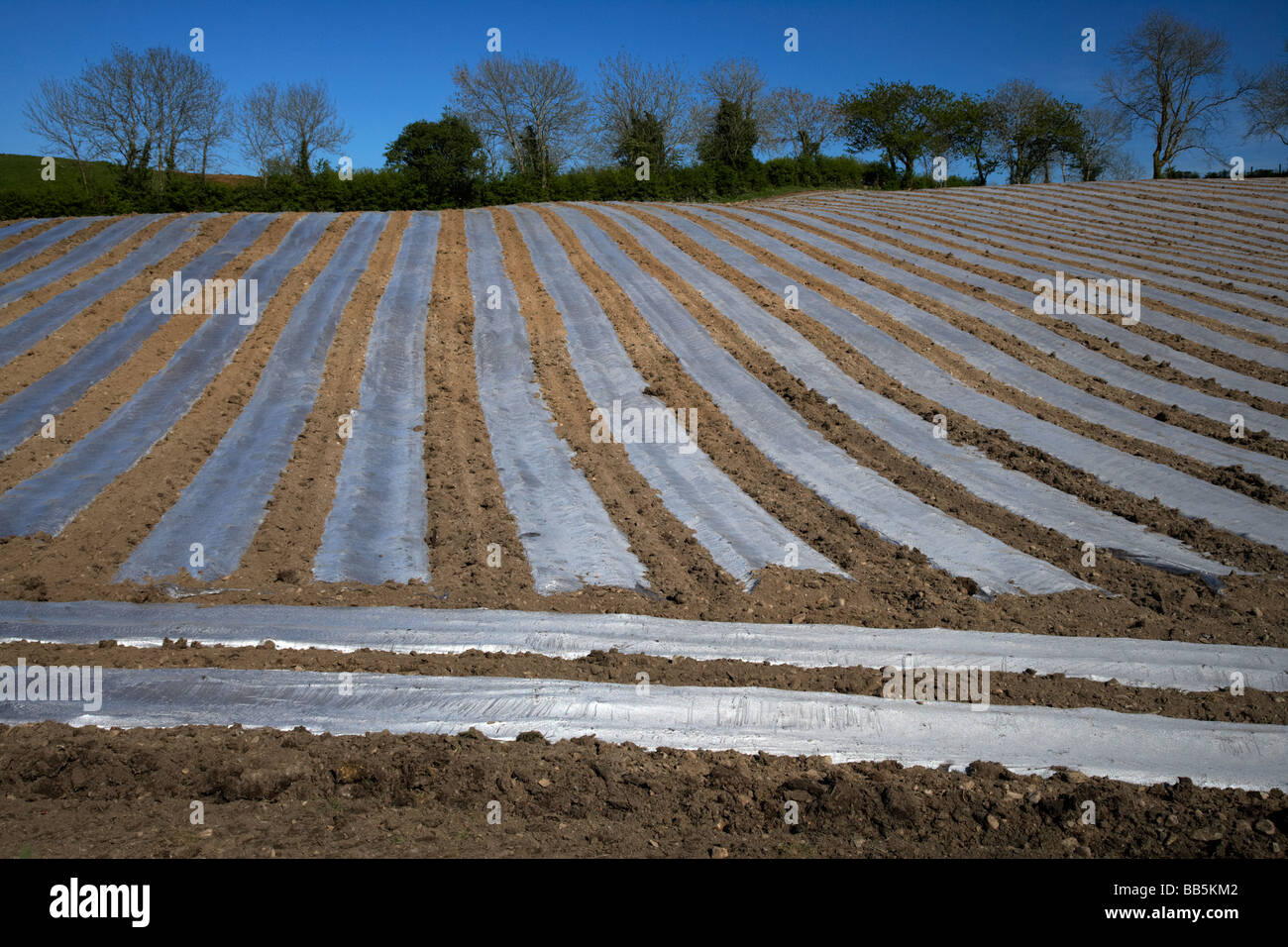 In plastica trasparente strisce di colture di copertura per accelerare la crescita in un campo di agricoltori nella contea di Armagh nell'Irlanda del Nord Regno Unito Foto Stock