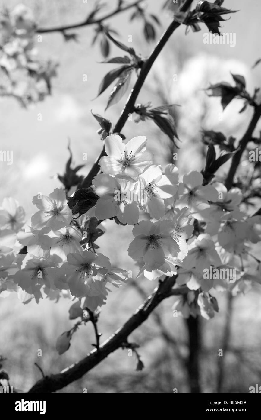 Fioritura da un albero ciliegio Foto Stock