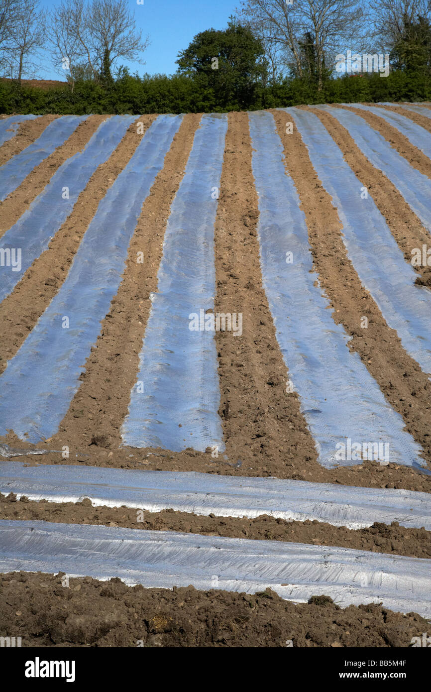 In plastica trasparente strisce di colture di copertura per accelerare la crescita in un campo di agricoltori nella contea di Armagh nell'Irlanda del Nord Regno Unito Foto Stock
