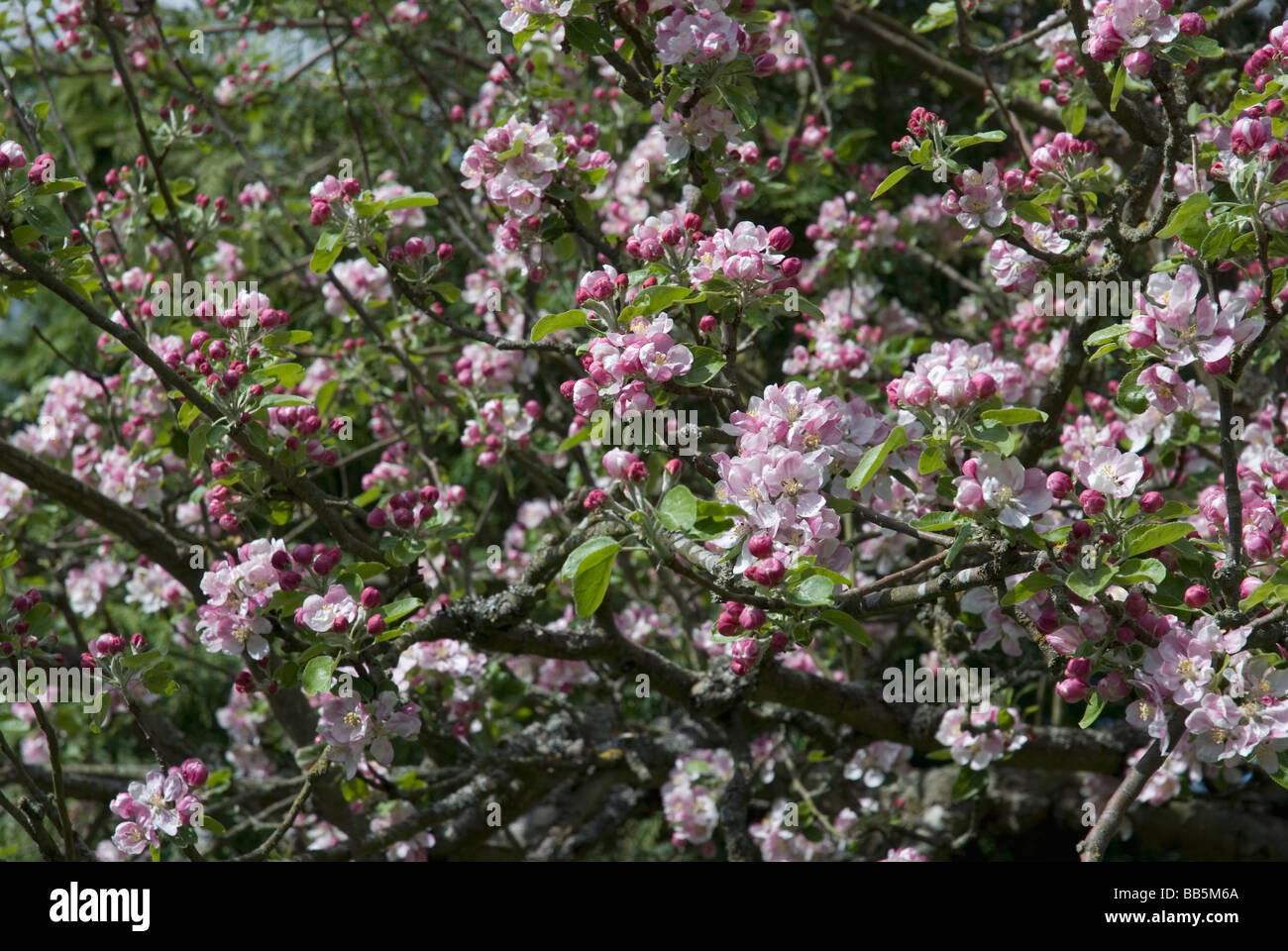 Apple Blossom ad albero Foto Stock