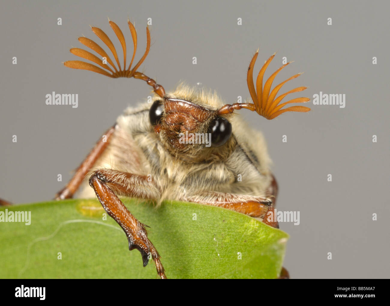 La testa e le antenne di un adulto cockchafer Melolontha melolontha o bug su una foglia Foto Stock