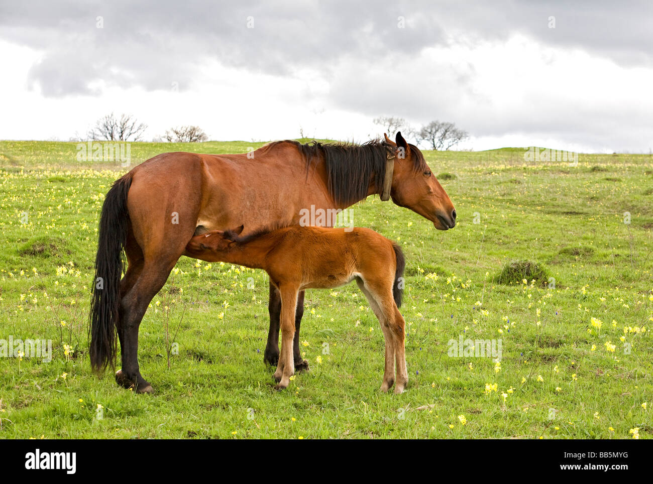 Cavallo e puledro bere latte su un verde prato Foto Stock