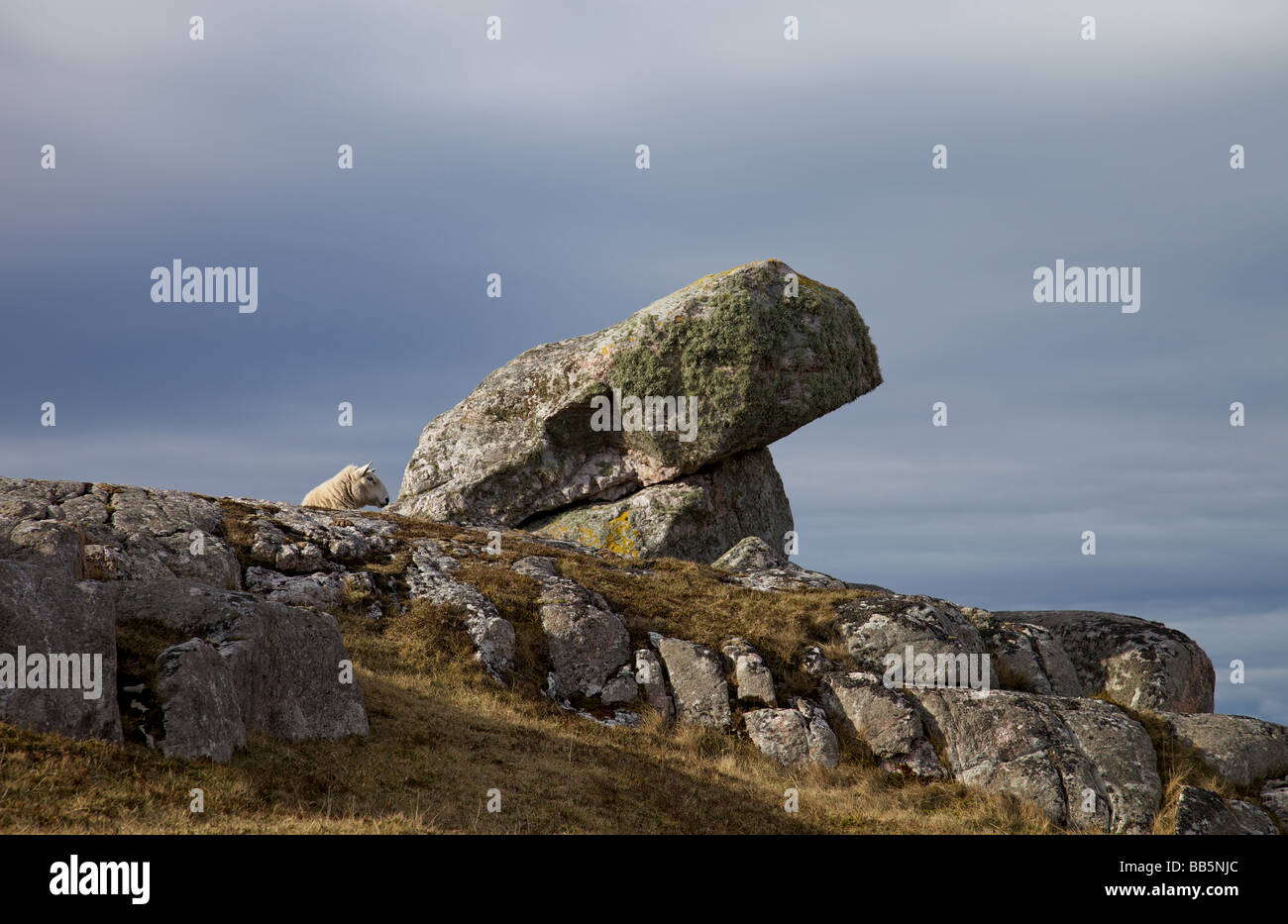 Pecore seduta ammirando la vista sopra la spiaggia di Oldshoremore Kinlochbervie Sutherland Nord ovest Highlands della Scozia Foto Stock