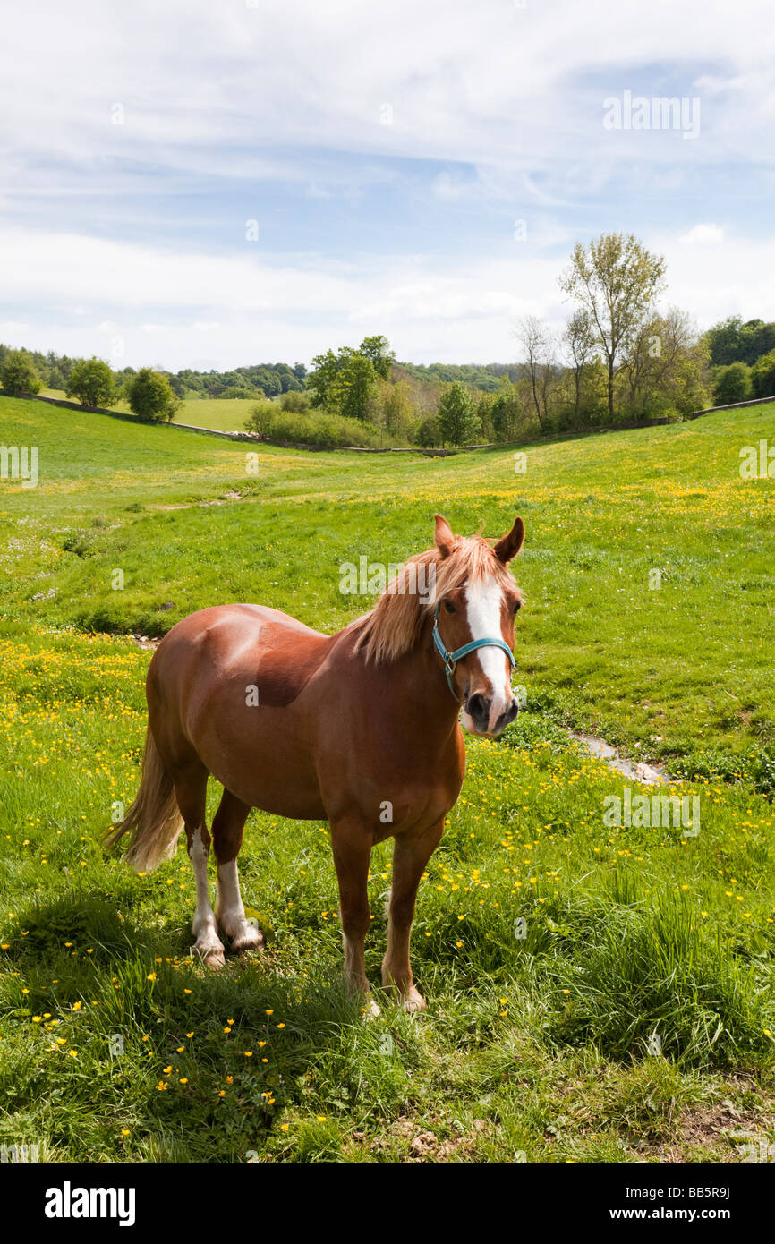Un cavallo in un Cotswold Prato della Valle a inizio estate a Newington Bagpath, Gloucestershire Foto Stock