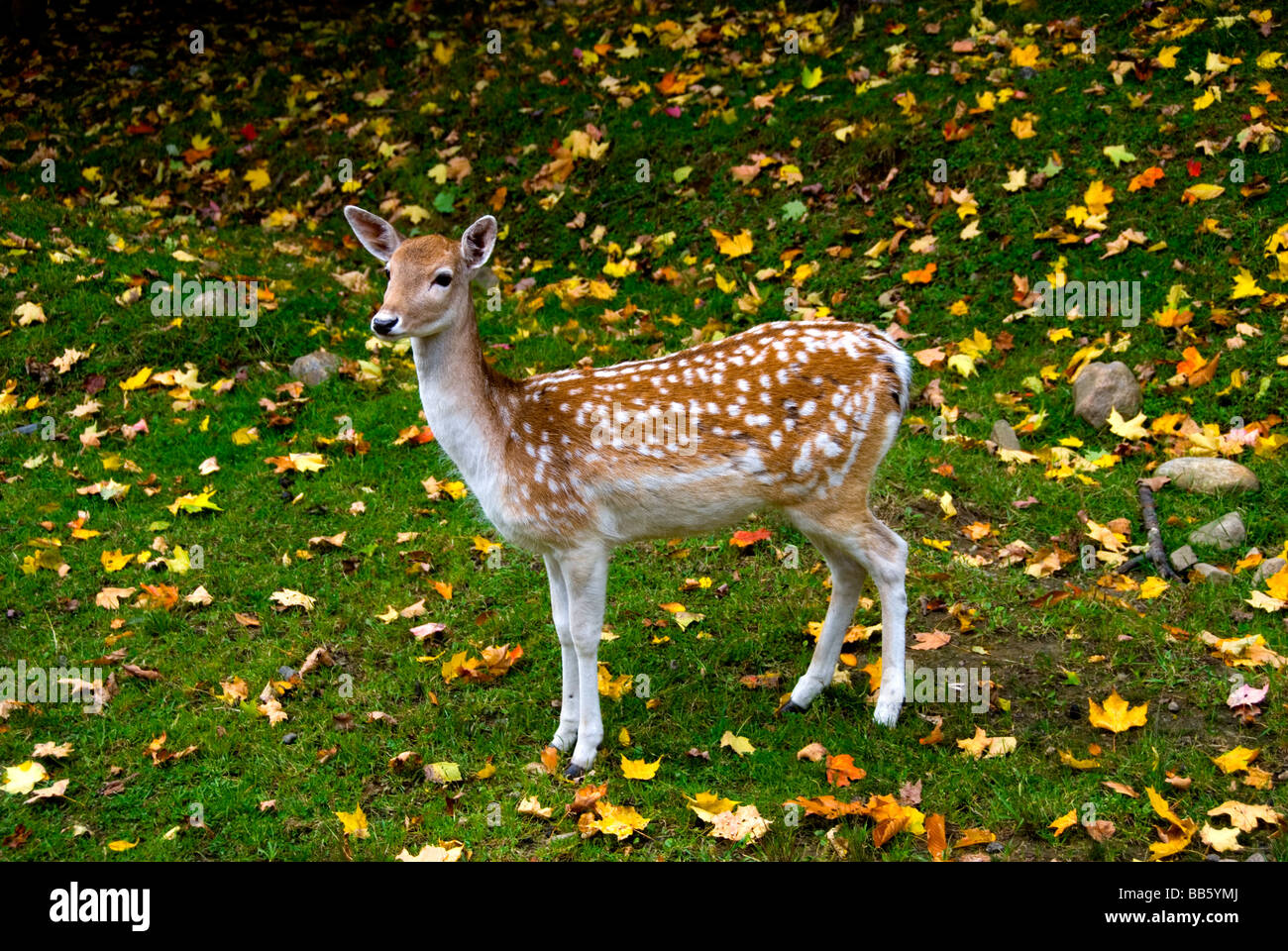 giovani cervi Foto Stock