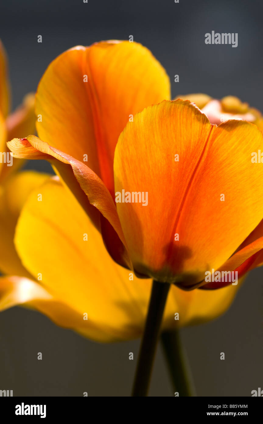 Primo piano di giallo e arancione i tulipani Foto Stock