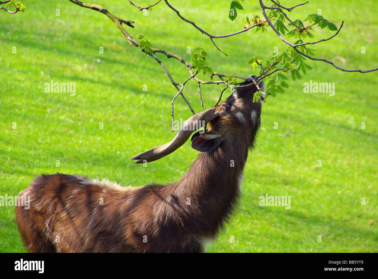 Antilope antilope 07 Foto Stock