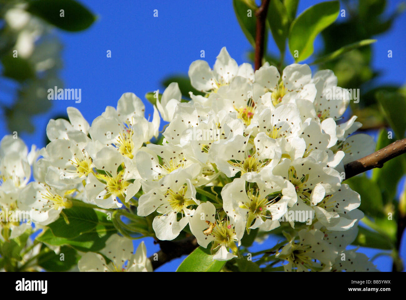 Birnbaumblüte fioritura di pear tree 20 Foto Stock