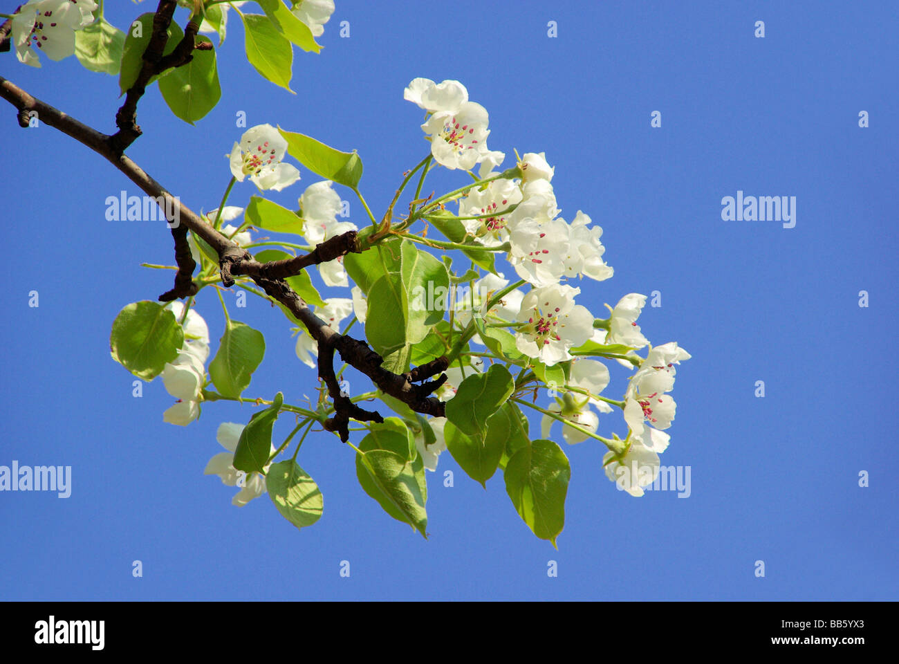 Birnbaumblüte fioritura di pear tree 59 Foto Stock