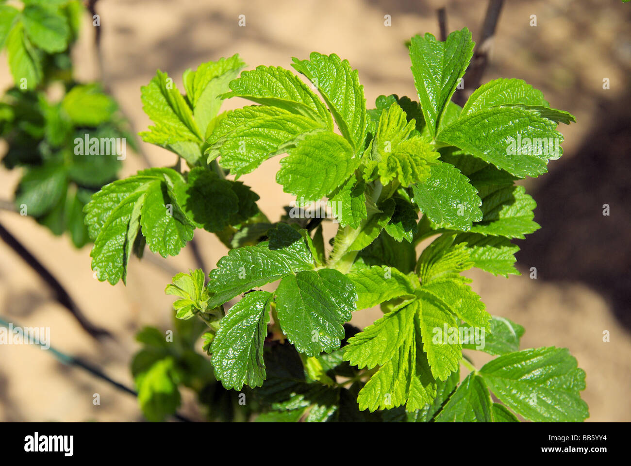 Foglia Brombeerblatt da blackberry 01 Foto Stock