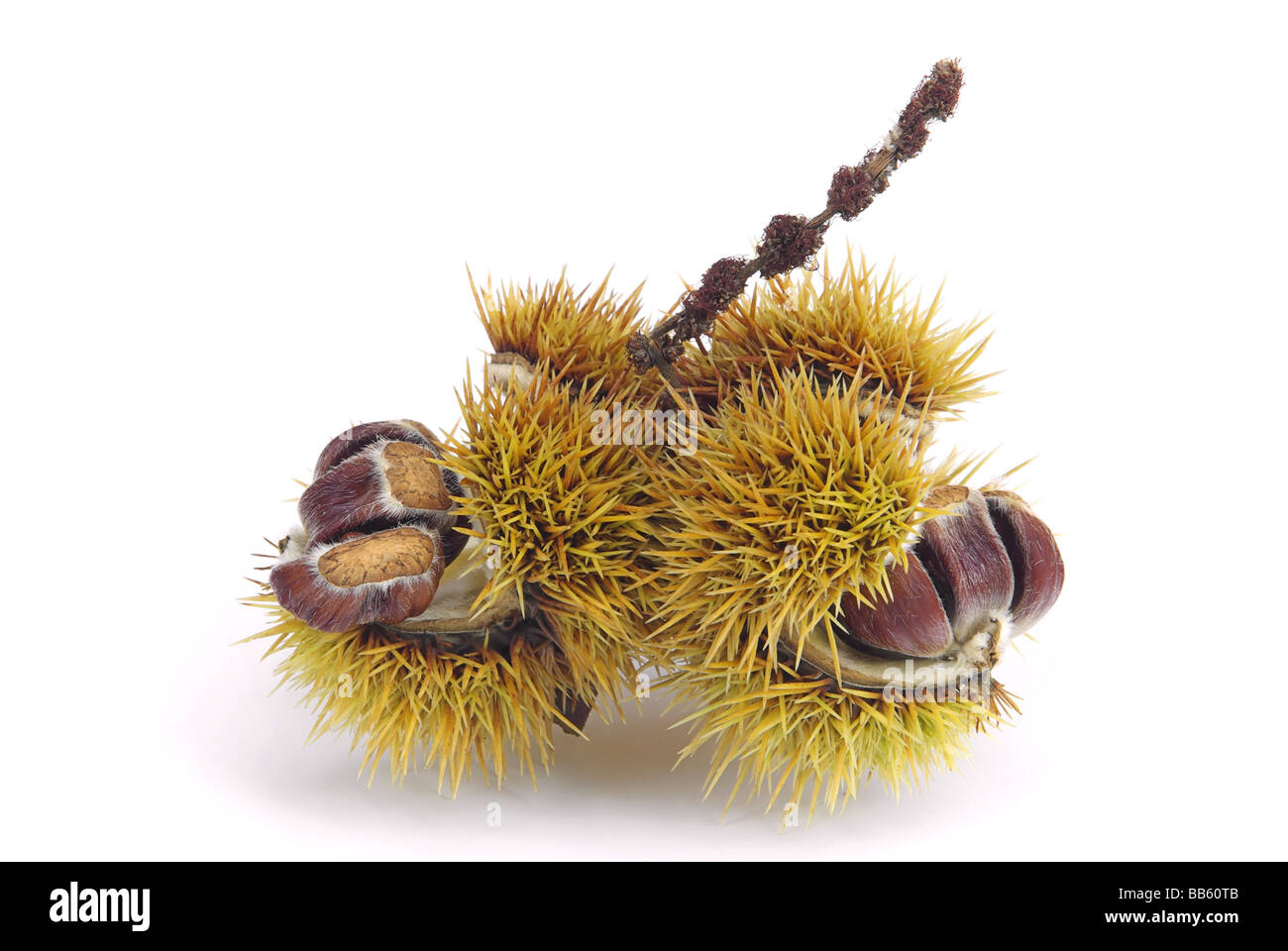 Esskastanie sweet chestnut 04 Foto Stock