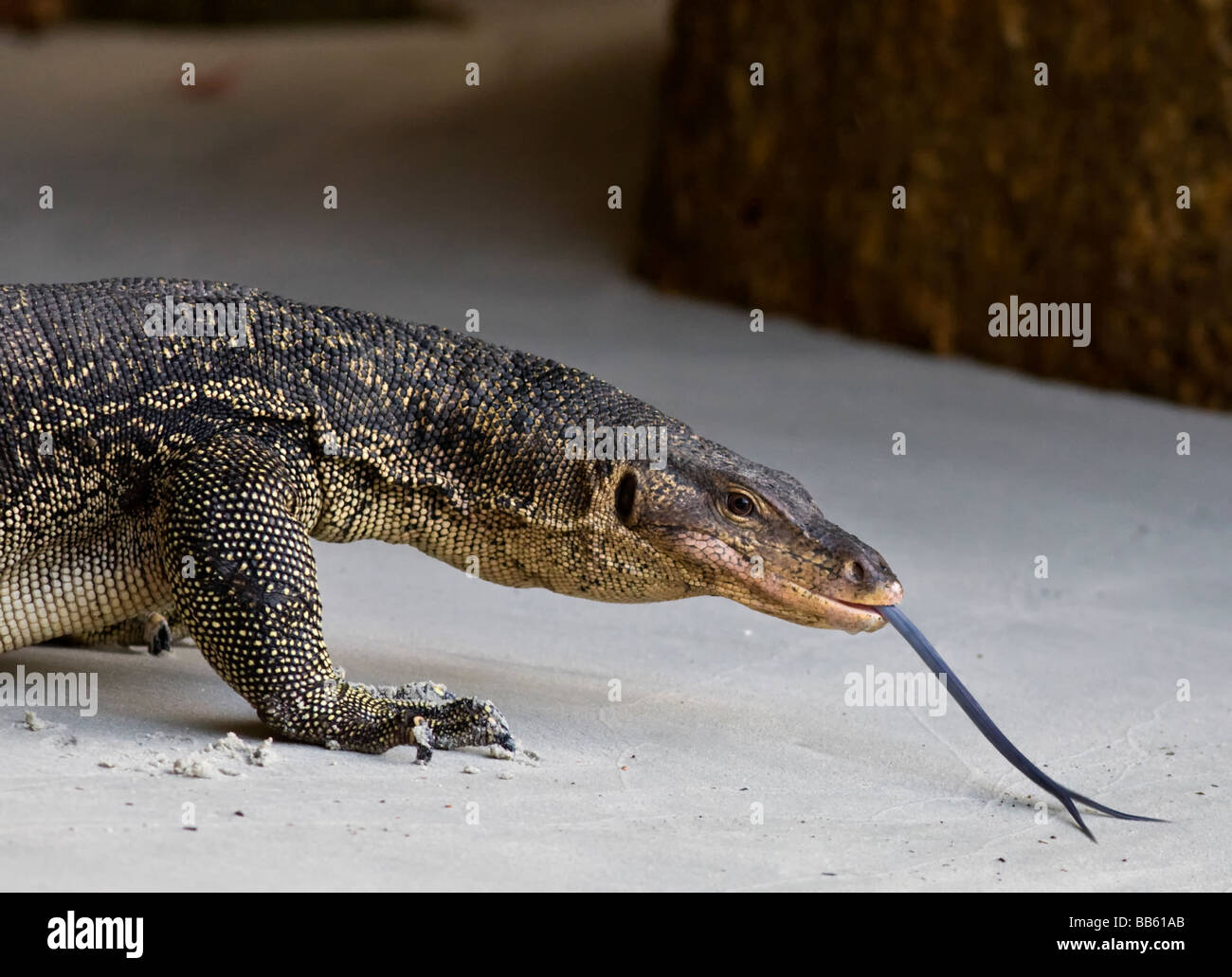 Monitor Lizard (Varanus niloticus) Grande adulti camminando lungo la spiaggia sabbiosa Borneo Malaysia Foto Stock