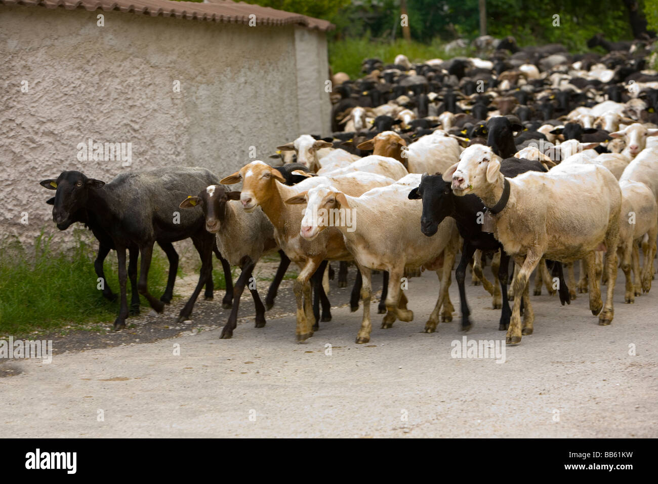 Pecore italiana essendo portato di nuovo alla fattoria per la mungitura dopo aver trascorso una giornata a pascolare sulle colline dell'Umbria Foto Stock