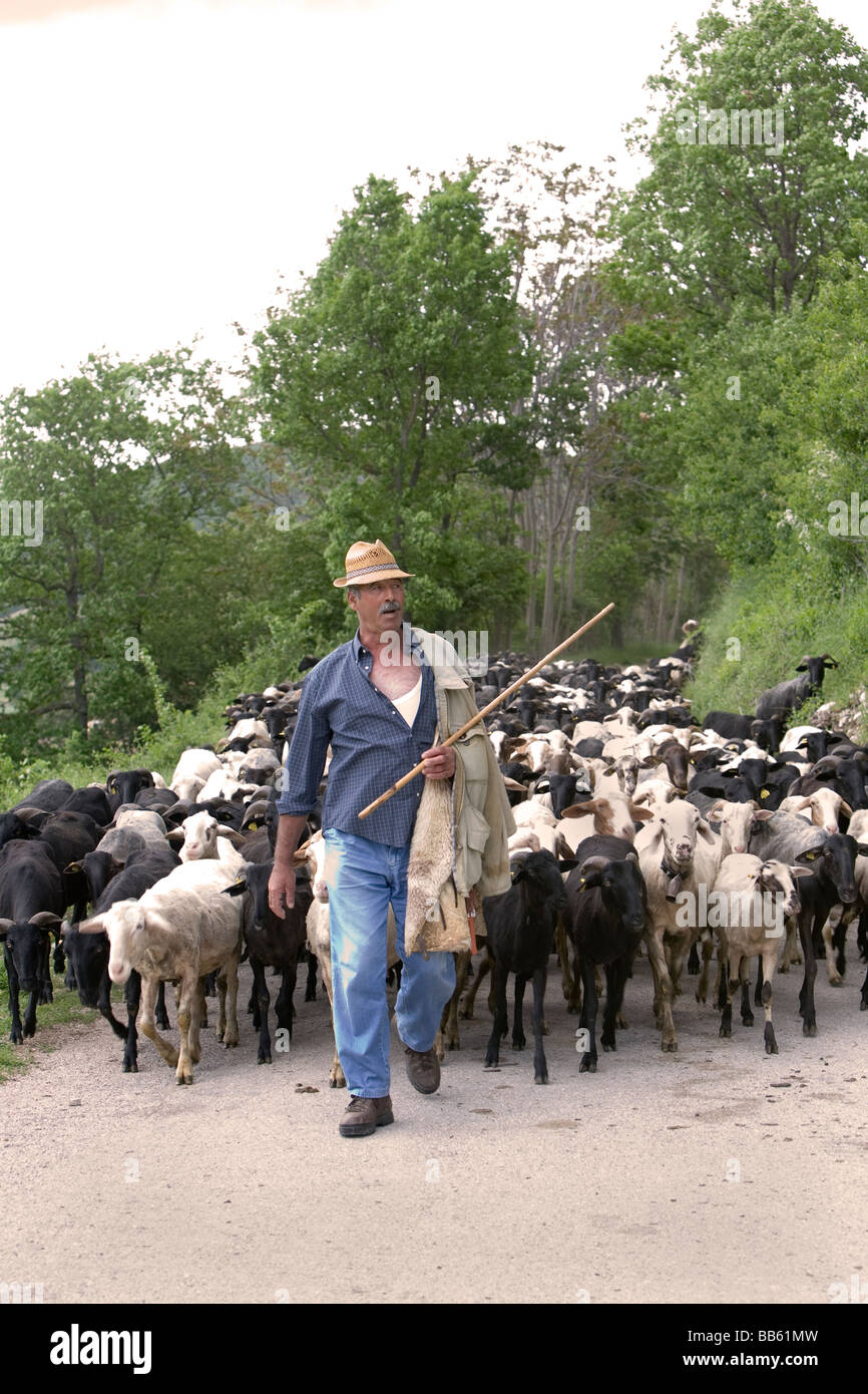 Italiano leader pastore del suo gregge torna alla fattoria per la mungitura dopo una giornata di pascolo sulle colline dell'Umbria Foto Stock