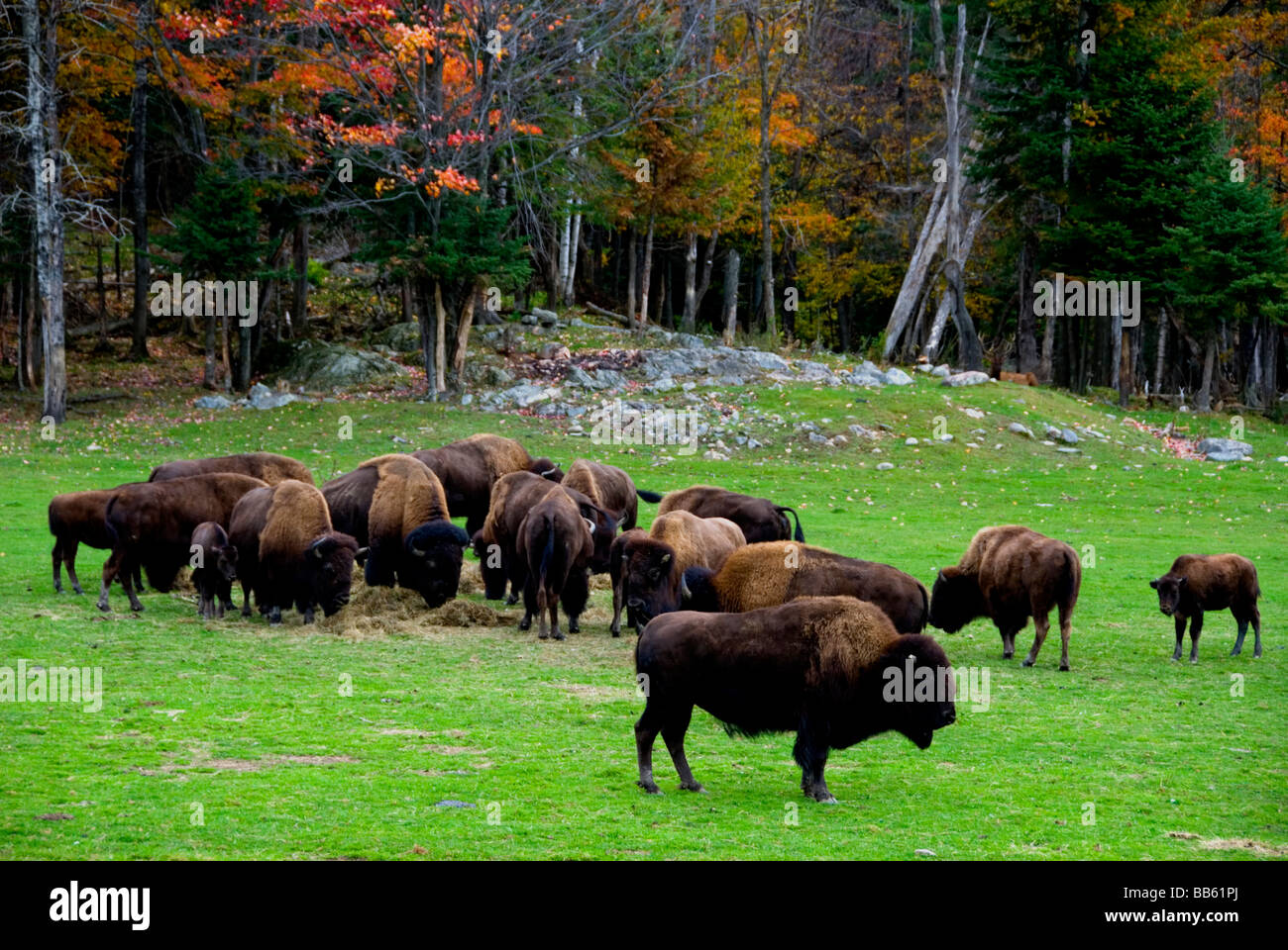 bisonti Foto Stock