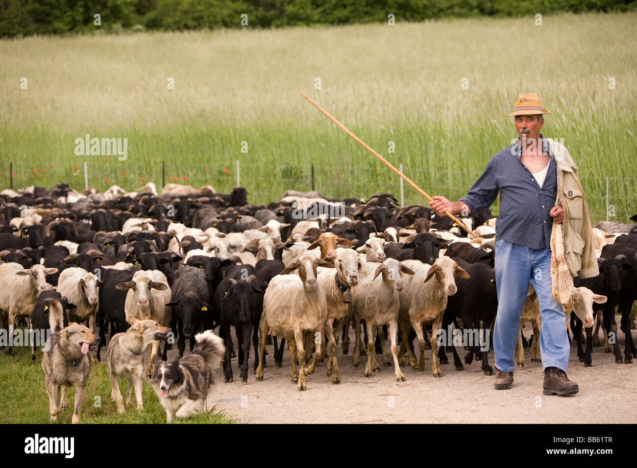 Pastore con pecora cani guida del suo gregge di pecore dal pascolo sulle colline a essere munte vicino a campi in Umbria in Italia Foto Stock