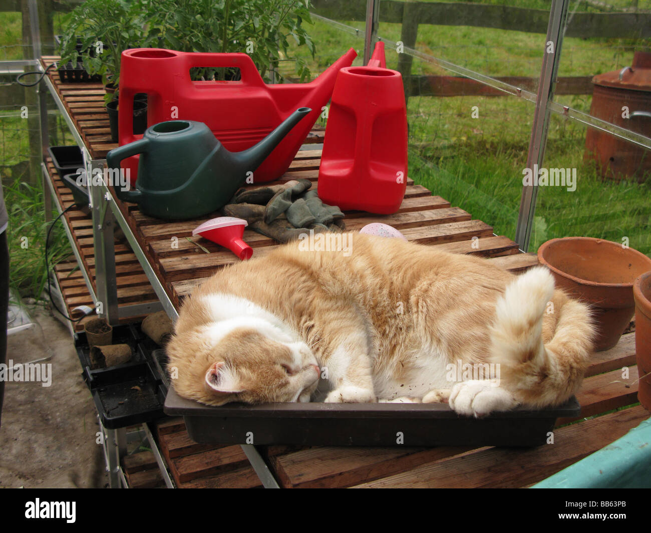 Gatto nel vassoio di sementi Foto Stock