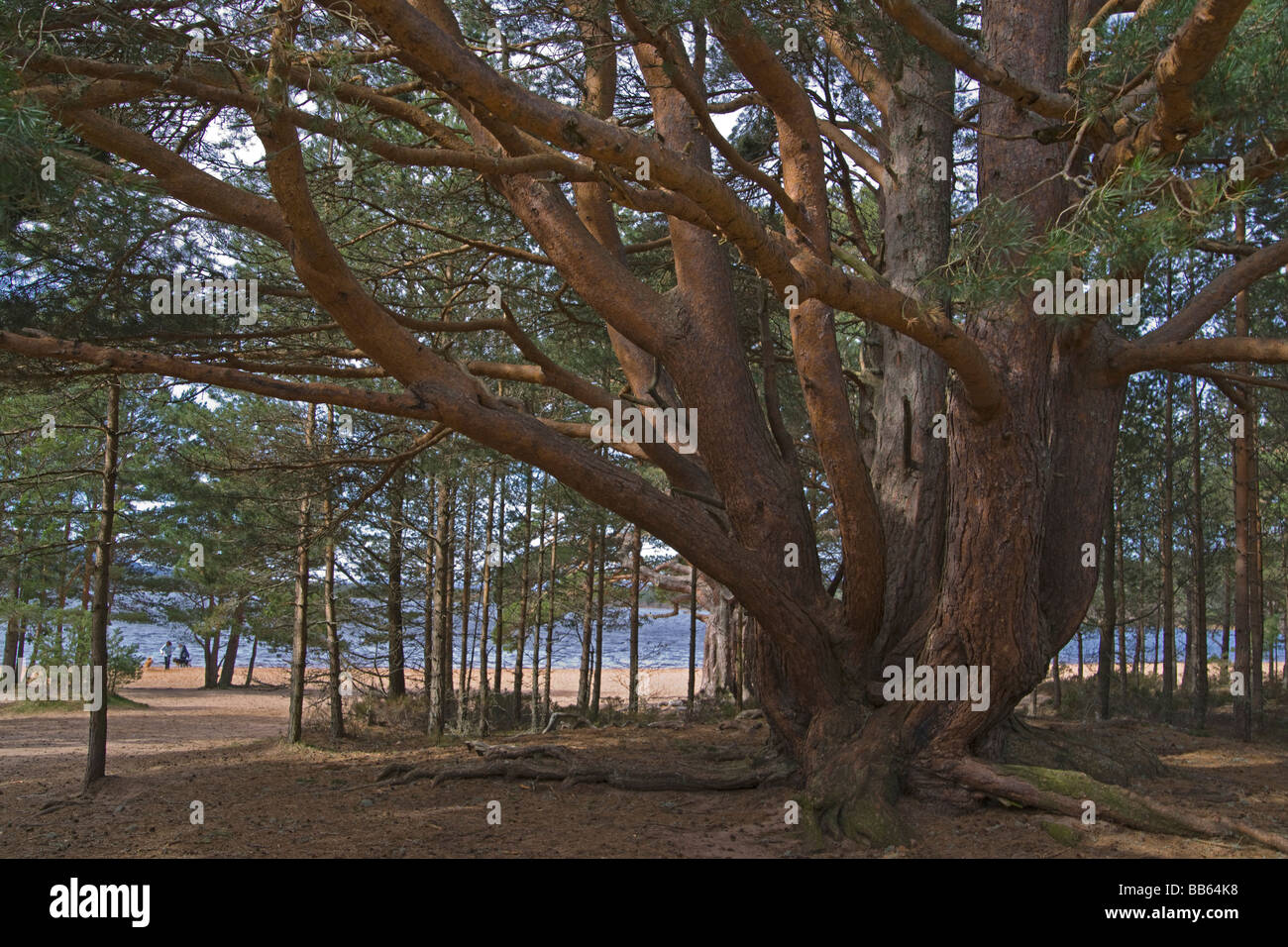 Pino silvestre foresta Caledonian Loch Morlich Aviemore Highland Regione Scozia Aprile 2009 Foto Stock