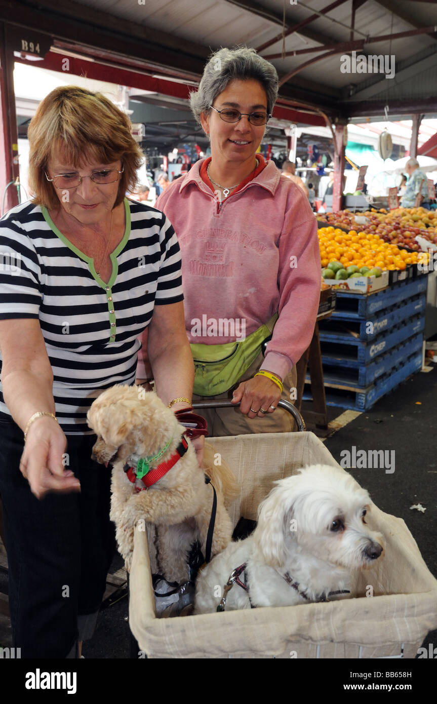 Due signore le donne in chat con due cani di piccola taglia nel carrello della spesa nel mercato Queen Victoria Melbourne Australia Foto Stock