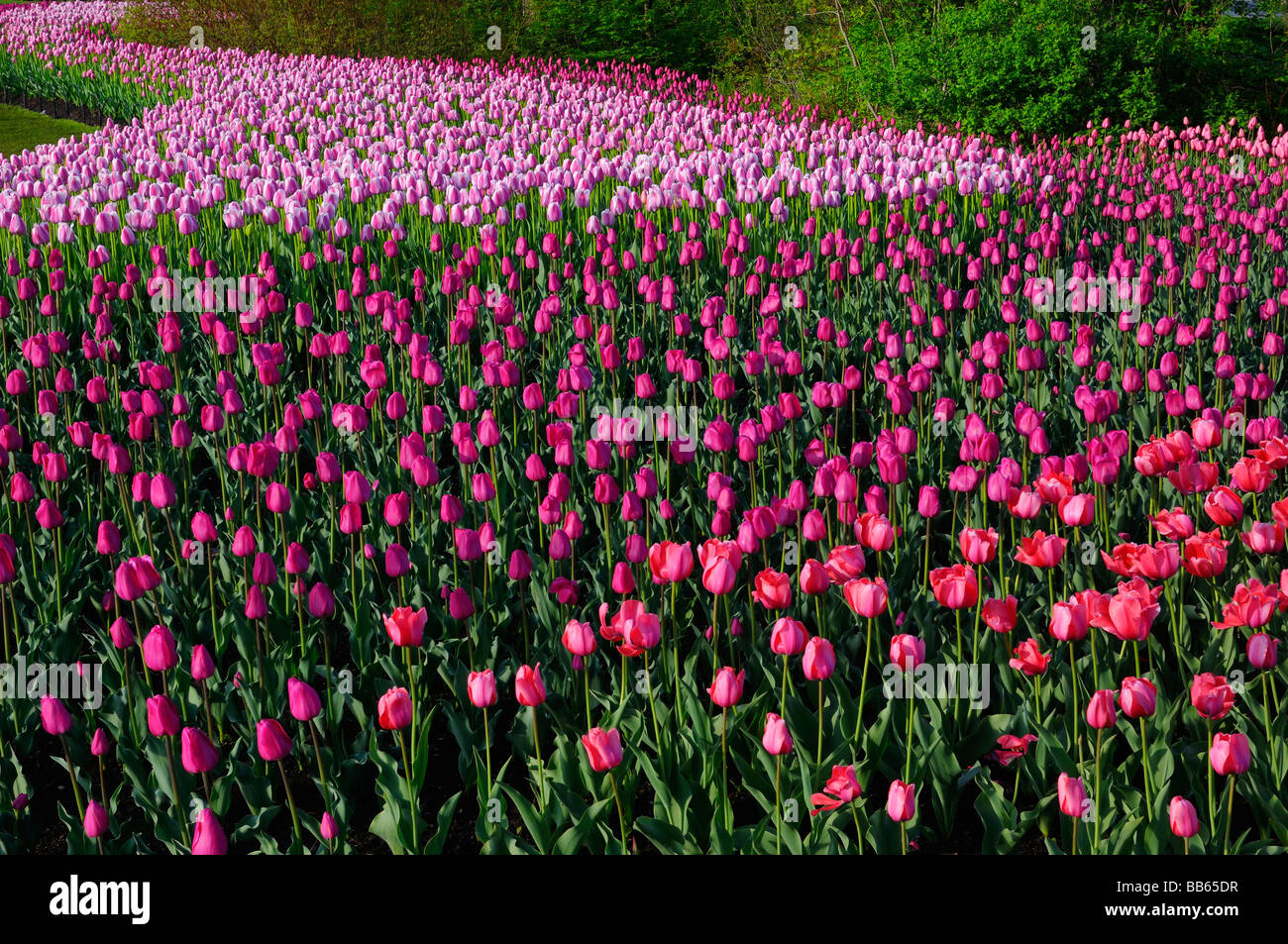Massa di spazzamento di rosso impressione barcellona e ollioules tulipani in ottawa tulip festival giardino Foto Stock