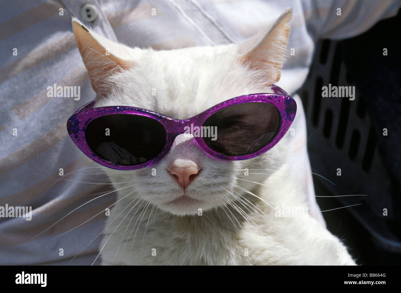 Gatto Bianco con gli occhiali viola Foto stock - Alamy