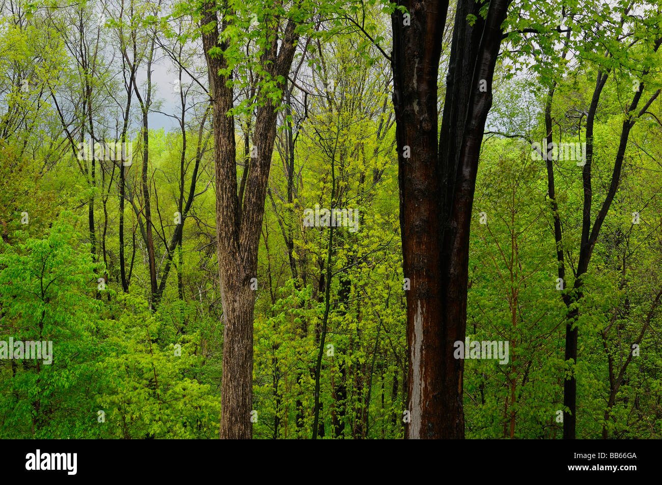 Gli acquazzoni di aprile in un fresco e verde bosco di latifoglie in primavera a Toronto in Canada Foto Stock