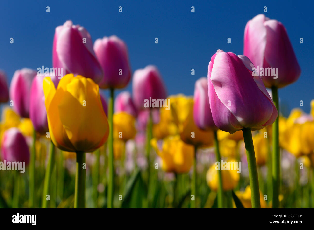 Close up di garantire giallo e rosa ollioules tulipani olandesi a Ottawa tulip festival giardino con cielo blu Foto Stock