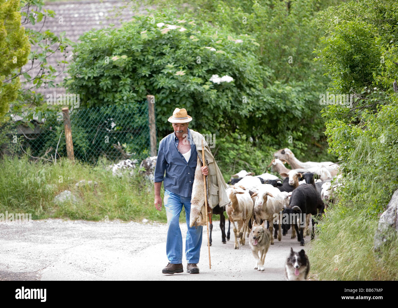 Pastore italiano portando le sue pecore giù dalla collina per la mungitura nel tardo pomeriggio in Umbria Foto Stock