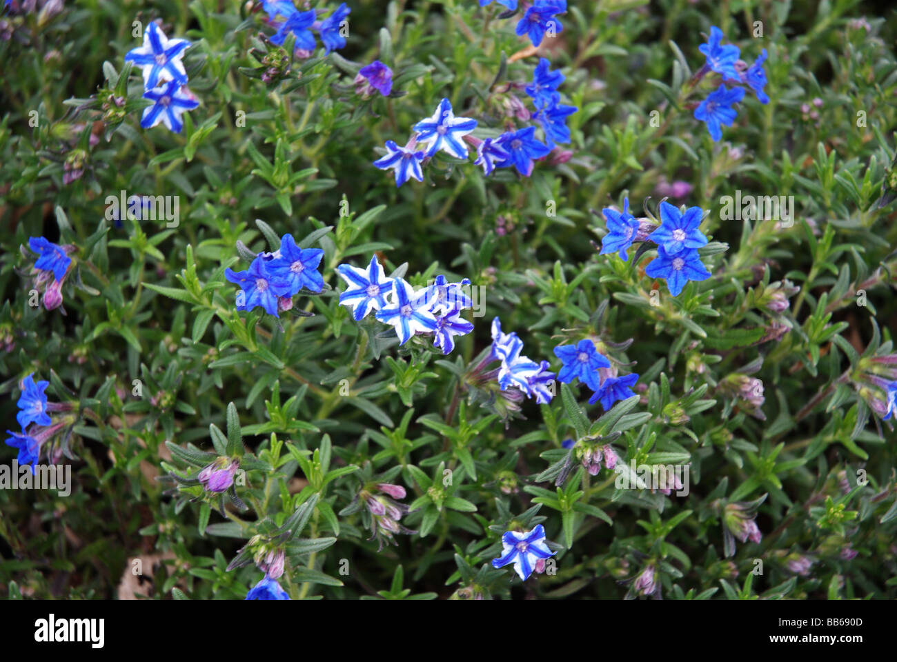 Gromwell viola celeste è un tappeto basso formando arbusto sempreverde, trovati in English Country Gardens Foto Stock