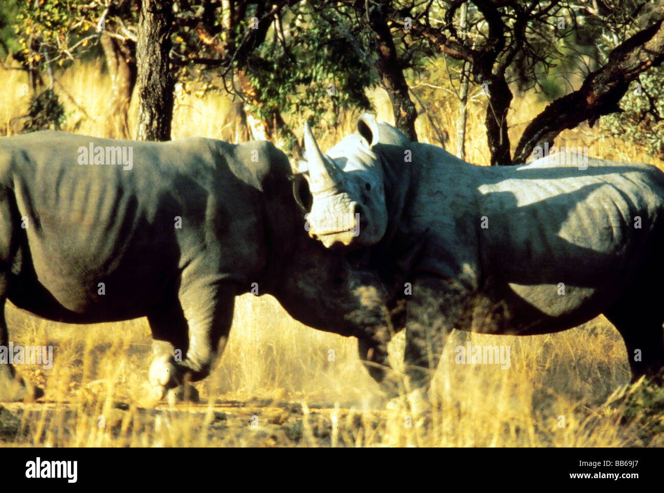 Zoologia, mammifero / di mammifero, Rhinocerotidae, quadrato a labbro rinoceronte (Ceratotherium simum), due animali combattimenti, distribuzione: Foto Stock