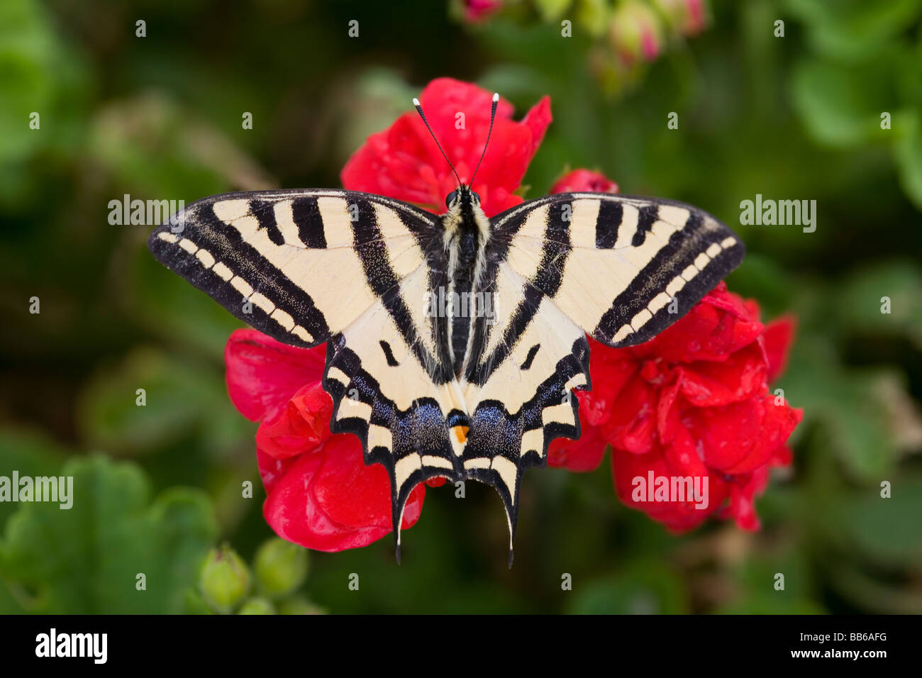 A coda di rondine del sud butterfly Papilio alexanor su Pelargonium Foto Stock