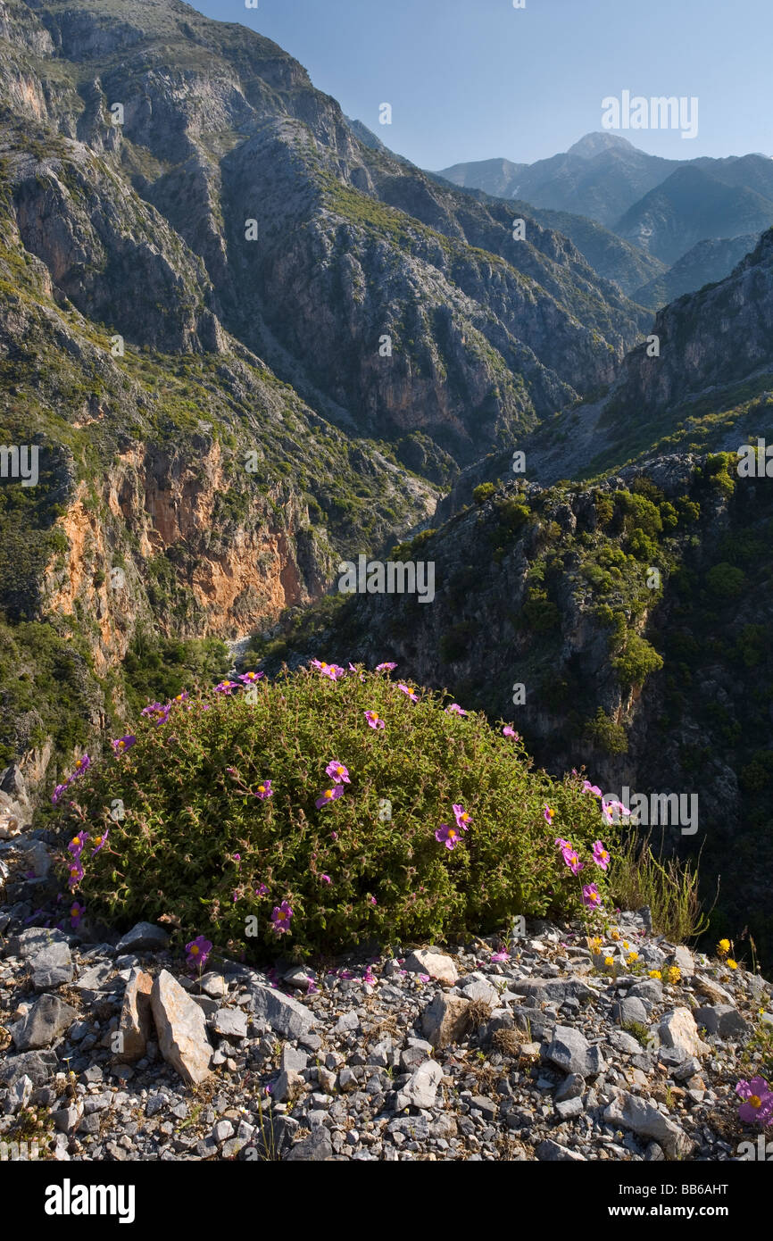 Vista lungo la Viros Gorge vicino a Kardamili in Grecia con ciuffo di Rock Rose in primo piano Foto Stock