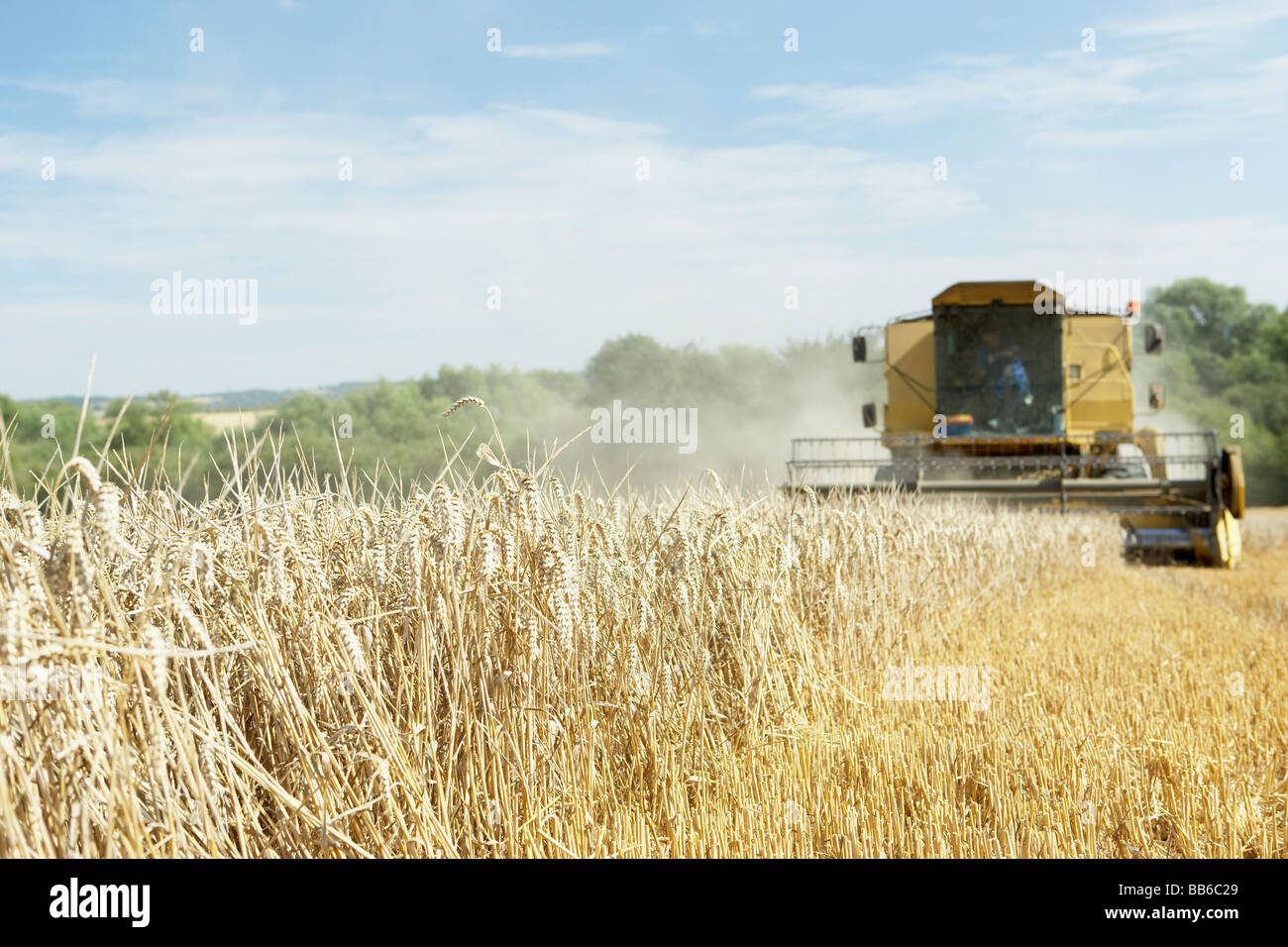 Mietitrebbia lavora sul campo Foto Stock