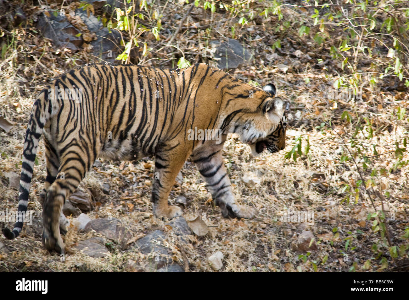 Tiger in Ranthambhore National Park, Rajasthan, India Foto Stock