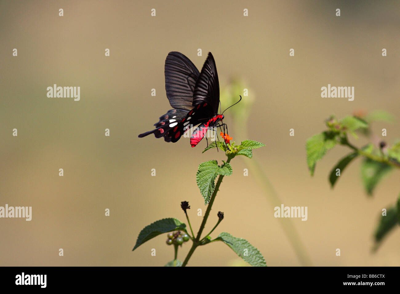 Il Comune di Rose (Pachliopta aristolochiae) farfalla, a Bhatghar, vicino a Pune. Papilionidae : Swallowtails Foto Stock