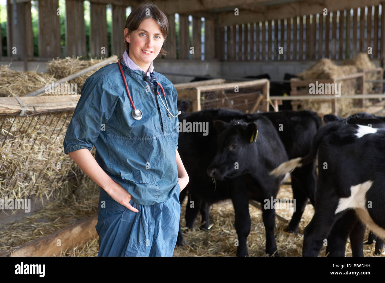 Ritratto di Vet in fienile con allevamento di bestiame Foto Stock