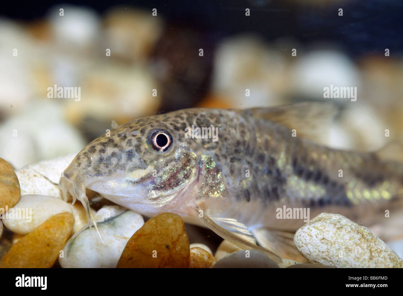 CORYDORAS BARBATUS, pesce gatto, nastrati CATFISH Foto Stock