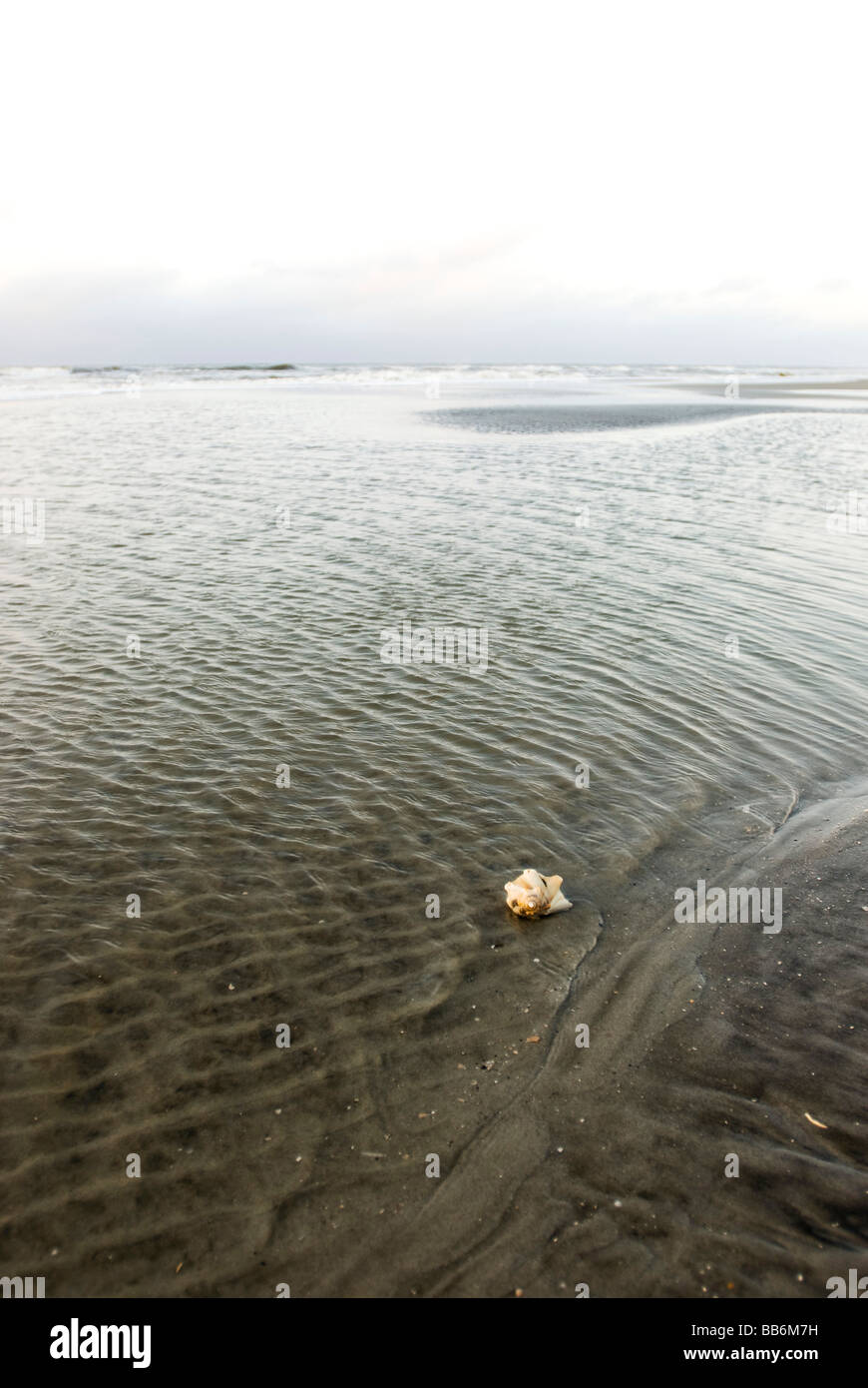 Conchiglia di mare sul litorale Foto Stock