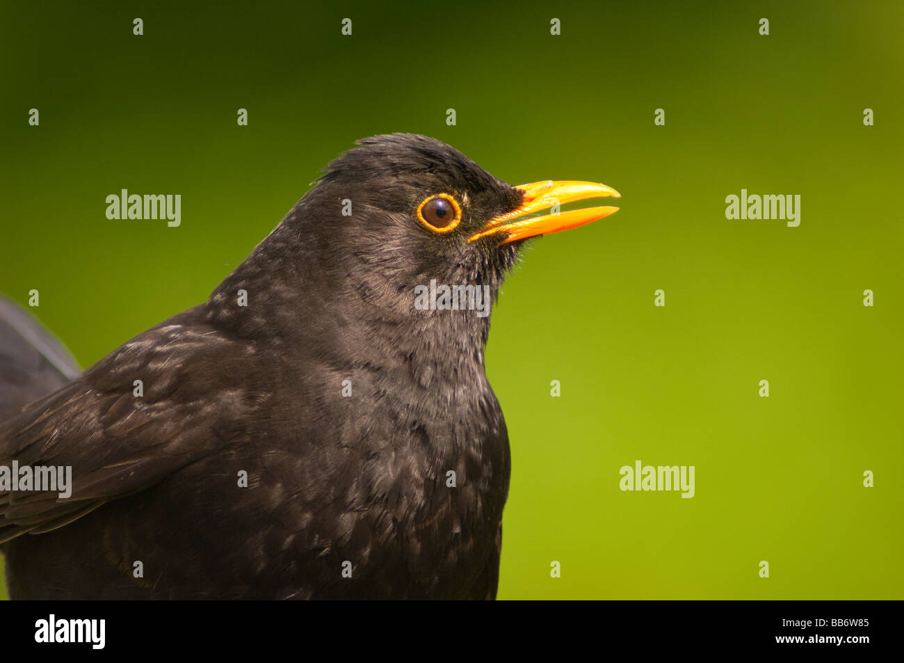 Un close up bird ritratto di un maschio di Merlo (turdus merula) con una verde fondo diffuso in un giardino del Regno Unito Foto Stock