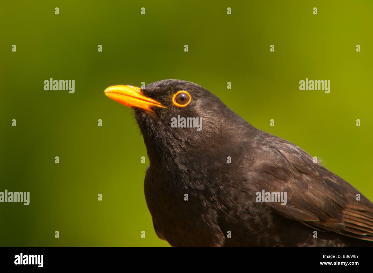 Un close up bird ritratto di un maschio di Merlo (turdus merula) con una verde fondo diffuso in un giardino del Regno Unito Foto Stock