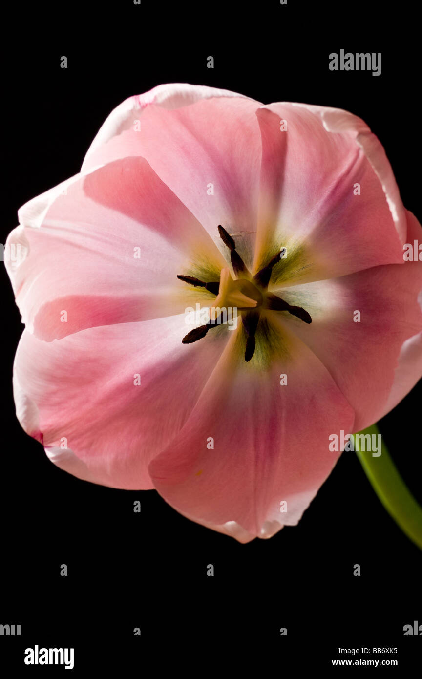 Primo piano di un tulipano su sfondo nero Foto Stock