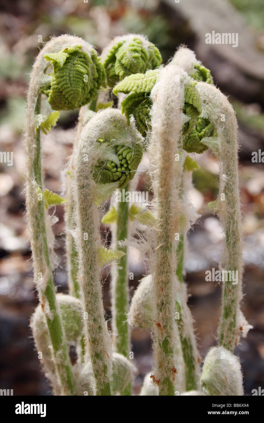 Fiddleheads crescente nel centro di Ontario Canada Foto Stock