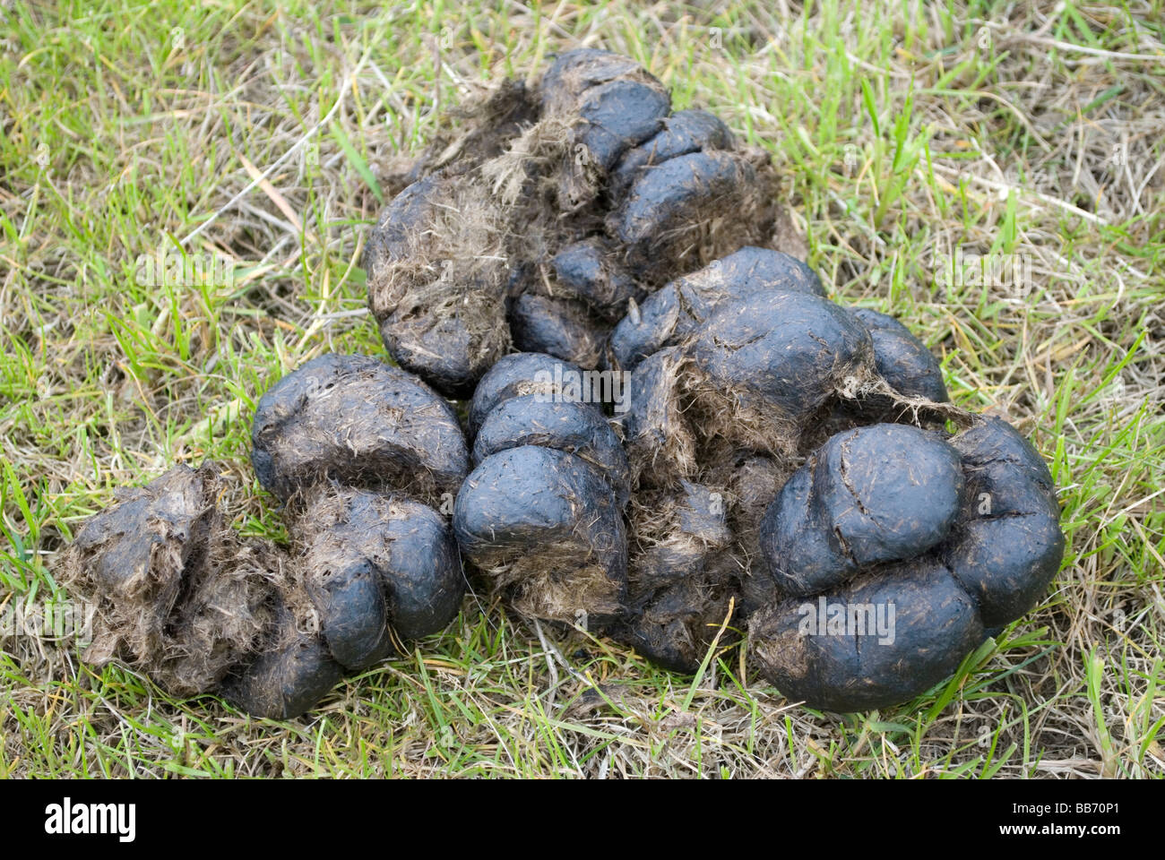 Horse poo - pollina - sull'erba Foto Stock